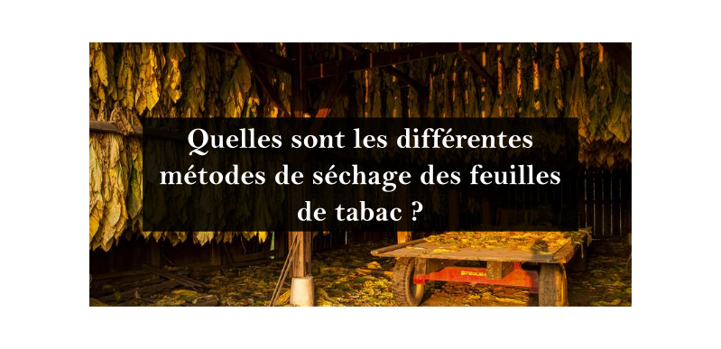 Séchage du tabac : Comment sécher correctement les feuilles de tabac ?